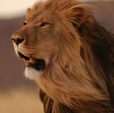 1asad_m's profile picture. ASWJ 💚