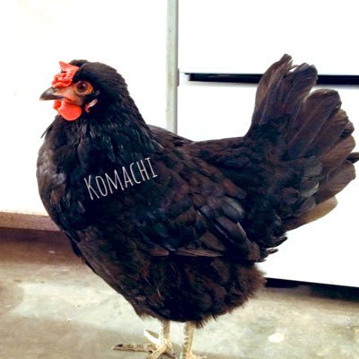 お家の中のペットのこまち、鶏たち、ぴーたち/chickens in hobby farm/Komachi is a pet chicken living together in our house/ヘッダーの6月生まれの #ぴーたちcollage/ イラストillustration☞@rei_ochitrio