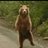 Dancing__Bear's profile image