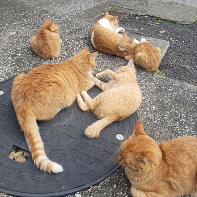 やひこさんのプロフィール画像