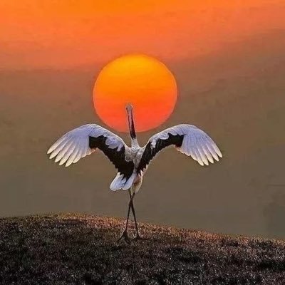 tigerishandsome's profile picture. man in search of real freedom