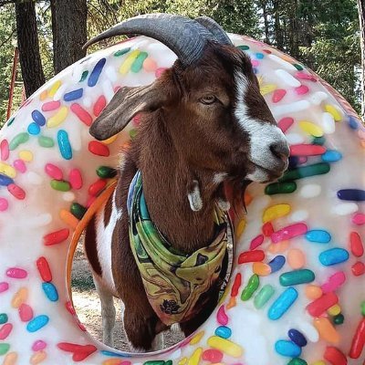 Bri'ish Goat doing stupid things in PUBG | Twitch Streamer | They/Them