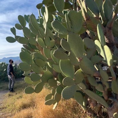 Grabé en la penca de un maguey