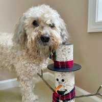 Rufus (@saratogawheaten) 's Twitter Profile Photo