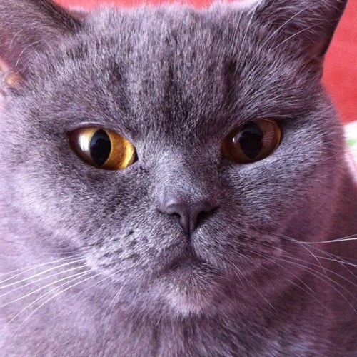 ManuelBarroso's profile picture. 