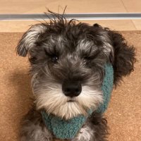 おこげの生活 (@menkoiokoge) Twitter profile photo