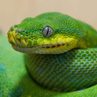 Dpython9's profile picture. a is a letter