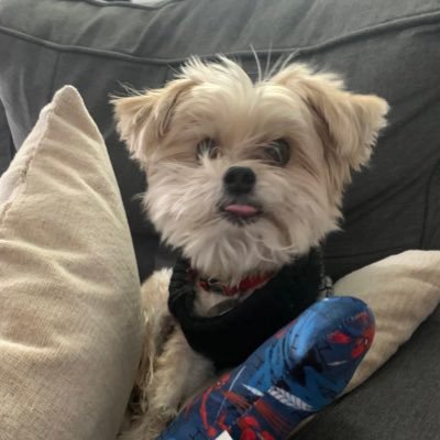 rusty__bear's profile picture. Good boy. Likes treats, squeaky toys, and long walks at the park. Also enjoys tater tots.