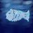 🐟マレイ( ᐛ👐) パァのアイコン