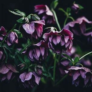 wallflowerttv's profile picture. Hey guys, people call me Rayy (she/her)! I'm a casual gamer/content creature.