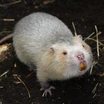 RKSBNinja's profile picture. Prophet and Ninja! Inspiring to lead and grow the rat kingdom!
NEO TOYKO