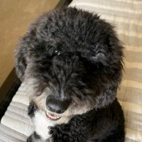 MilkBone (@learnmegooder) 's Twitter Profile