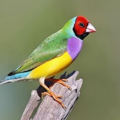 AndriputraWija5's profile picture. 