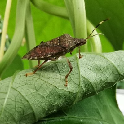 blackseabiolab's profile picture. A biological control lab belonging to the Republic of Türkiye Ministry of Agriculture and Forestry
