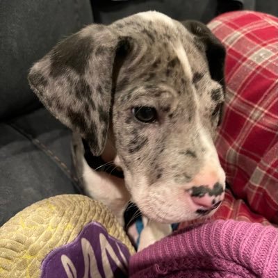 I'm Sharma and I am learning to take great care of my girl as her Medical Alert Service Dog in Training! Please check out my YouTube listed as my website below!