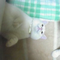 のらすけ (@noraske785) 's Twitter Profile Photo