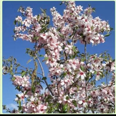 مالك مزرعة وادي اللوز بالباحة محافظة القرى (بلدة الحكمان)