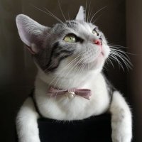 槑猫氷 (@dsm7675) 's Twitter Profile