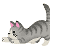 tabbykijitora