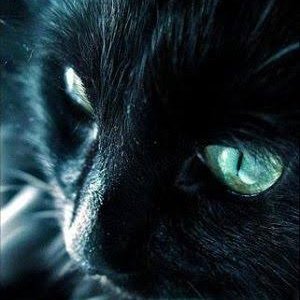 Hiroki_SE2's profile picture. 猫好きが唯一の自慢できること