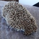 María del Pilar Angulo Abraham - @Maradel07437337 - Twitter