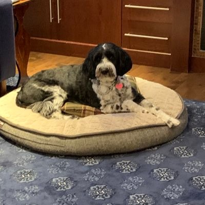 jconeilcat's profile picture. 