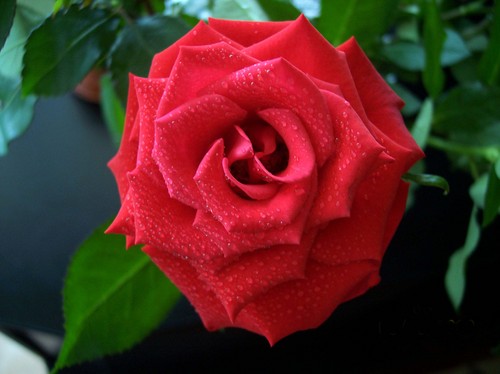 fedlili's profile picture. 