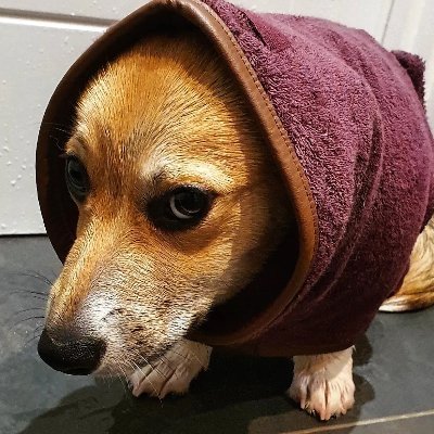 bark_maul's profile picture. Canis lupus pembrokensis. Bark Lord of the Sit. Undocked, unspayed, unbroken.

Masto: @bark_maul@kneel.before.dog https://t.co/ImLGekM5Ov