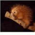 New Hampshire Porcs and Rec 🦔 (@svalmont7) Twitter profile photo New Hampshire Porcs and Rec 🦔 (@svalmont7) Twitter profile photo
