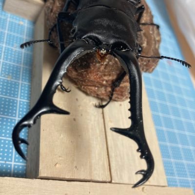 mtmmtmmtm1020's profile picture. ログインできなくなり新しく作りました😭 カブクワ再開 2021/9〜