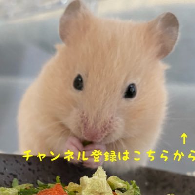 我が家の面白くて楽しいハムスターの動画を毎日投稿つぶやいています🐹