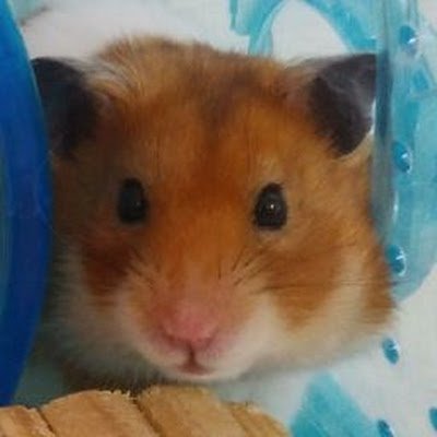 shinya4650's profile picture. 