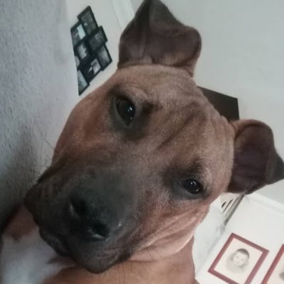 ChickenbBaq's profile picture. A British person who loves Liverpool Football Club and some trolls