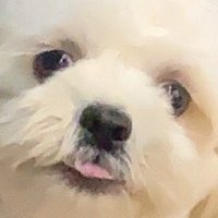 เพ่ยเพ่ยติววีซ่าWAT (@peipeittnn) 's Twitter Profile