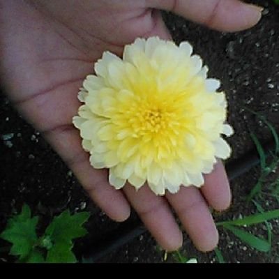 Shankar07709741's profile picture. Anusha 💝💝💝💗