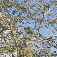אחיה איש אבן (@bsd12345677890) 's Twitter Profile