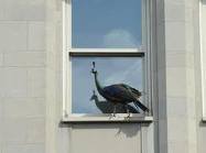 CPPCock's profile picture. #CPPC