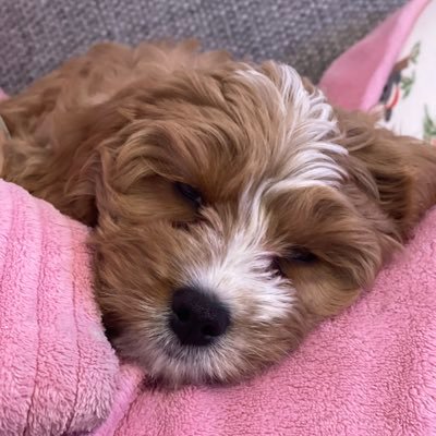 Cavapoo puppy