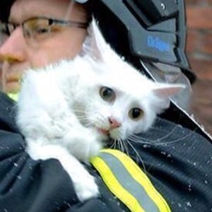 Catsplaining's profile picture. Endangered Species 👫
Peer reviewed fact-checker & debunker.
We have the recipes.