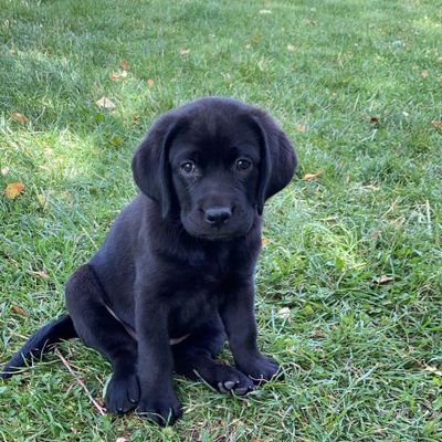 blacklabmatters Profile Picture