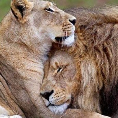 اعلم انه قدر وأن ليس لك ولى شان فيه
ولكن سأظل على حبك ولن أتخلى عن هواك سلام لحد إلقاء وإن طاااال
صراحه من هنا https://t.co/7bVeHlJKQX