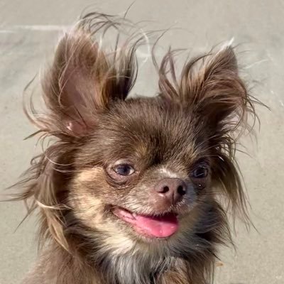 Hey, I’m Sunny, a 3 year old, lilac, long-haired, girl Chihuahua. I have a Boxer brother 🐶 who is forever 14 yrs old 🌈. I also have a Persian sister 😺!!