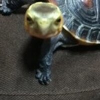 kitfactory (@kitfactory) 's Twitter Profile