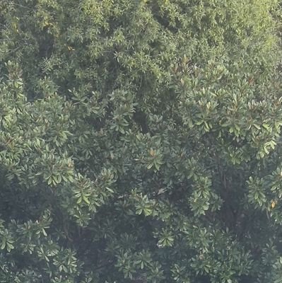 green59528082's profile picture. 