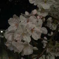 花 (@qpy87phuxdtfloi) Twitter profile photo
