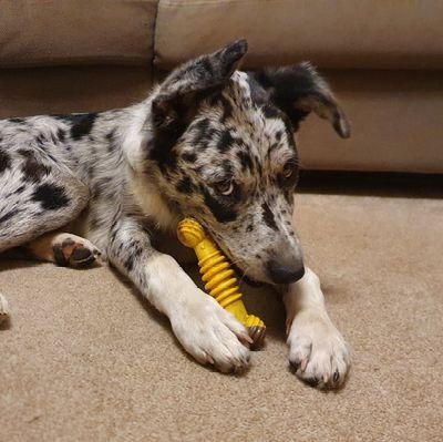 Blue merle Border Collie. Scruffy by name...