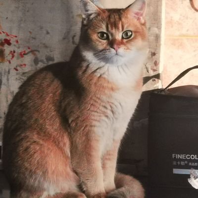 KATALIQAさんのプロフィール画像