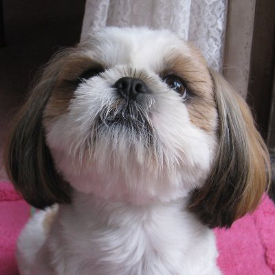 愛犬レオ🐶 2010.12.07生まれ。♂
人懐っこくて食いしん坊🍖
無言フォロー失礼しましゅ🐶