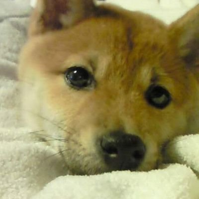 司法試験・予備試験・ロー入試等について発信していきます。H25年予備試験合格H26年司法試験合格(労働法選択)。現在日本大学法学部の課外指導員として受験指導をしており司法試験合格者・予備試験合格者も多数出ています。
サッカーとドラクエ大好き。個別指導のお問い合わせは→https://t.co/D4pz4Wek4s