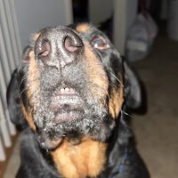 Rottyman (@rottyman) 's Twitter Profile